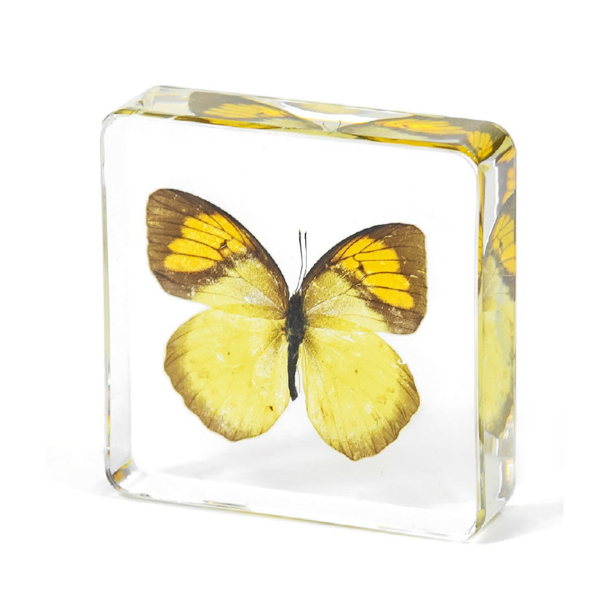 Resin Paperweight