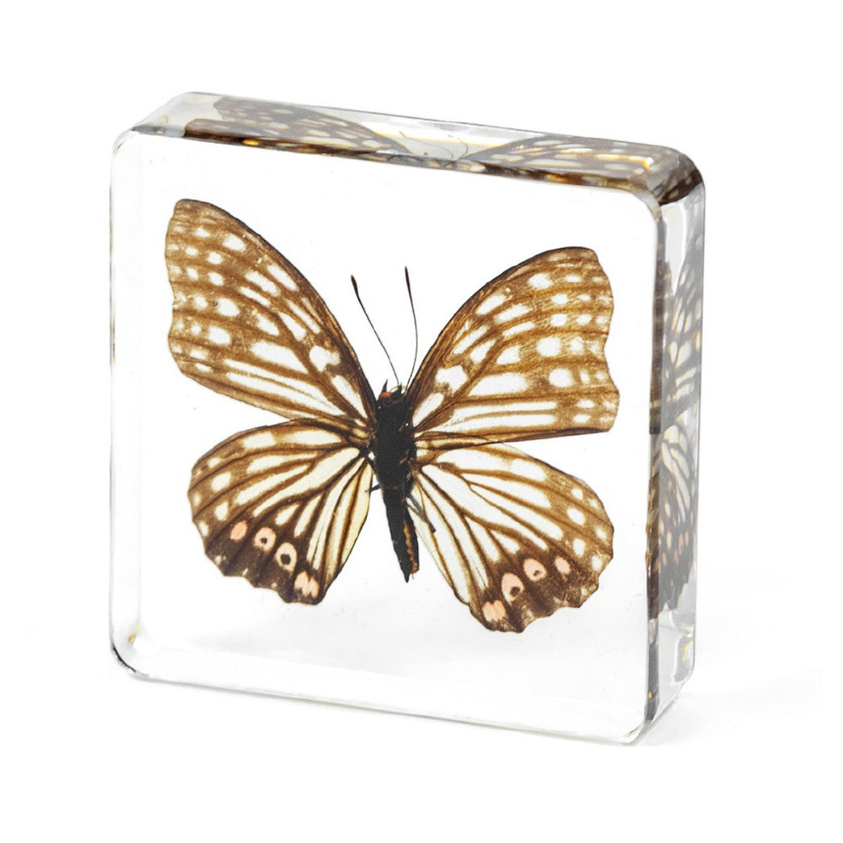 Resin Paperweight